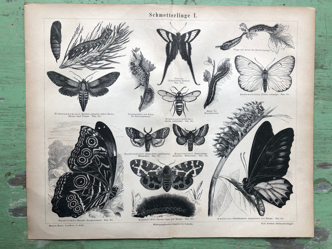 German Butterfly Print