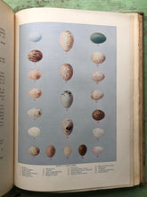 Load image into Gallery viewer, Bird Homes: the Nests Eggs and Breeding Habits of the Land Birds Breeding in the Eastern United States: With Hints on the Rearing and Photographing of Young Birds. by A. Radclyffe Dugmore
