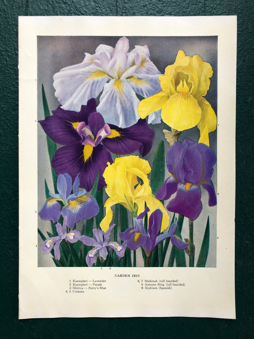 Garden Iris print from “The Practical Encyclopedia of Gardening”