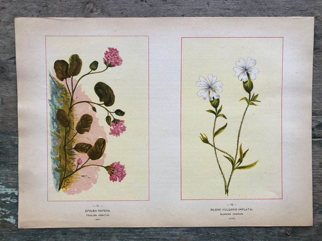 Flower print from “Wild Flowers of America: Flowers of Every State in the American Union”