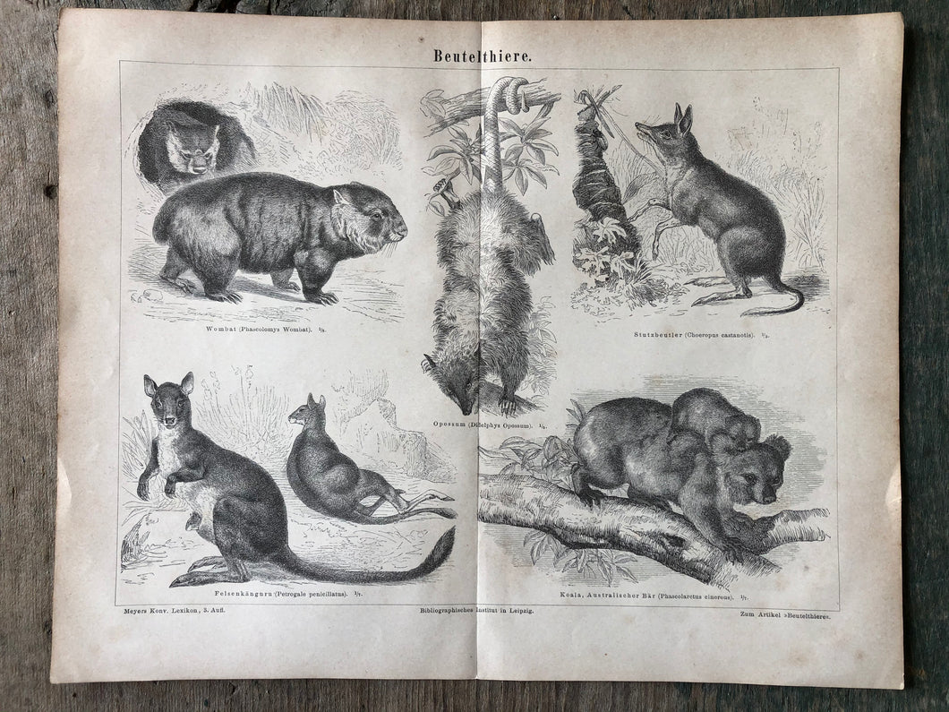 German Marsupial Print