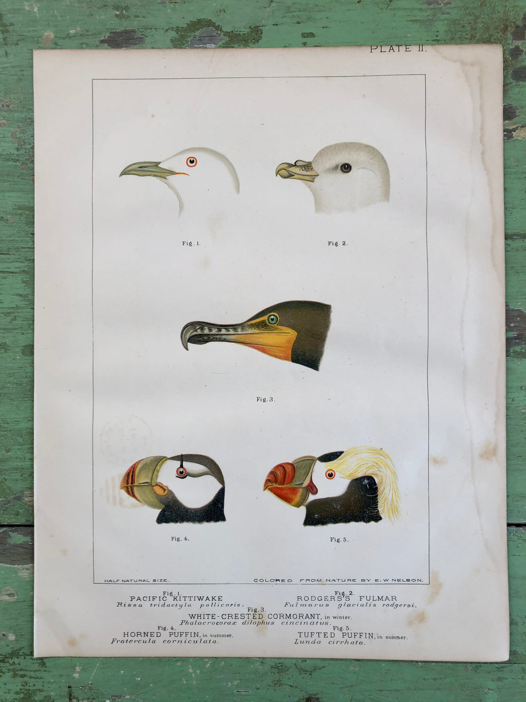 Bird Plate from “Report upon Natural History Collections Made in Alaska Between the Years 1877 and 1881” by Edward W. Nelson