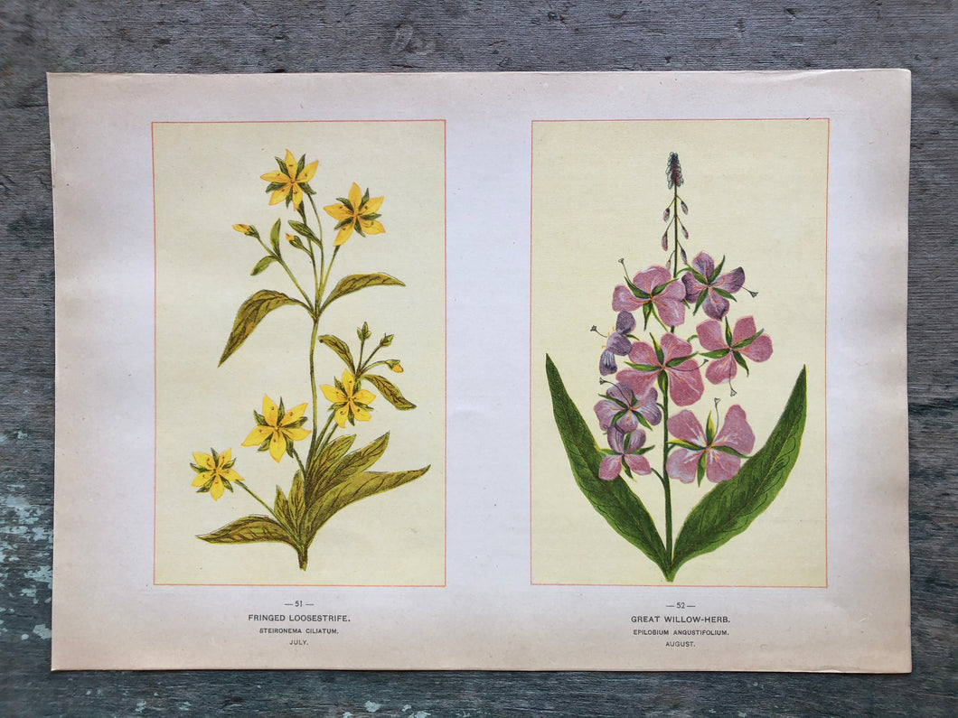 Flower print from “Wild Flowers of America: Flowers of Every State in the American Union”