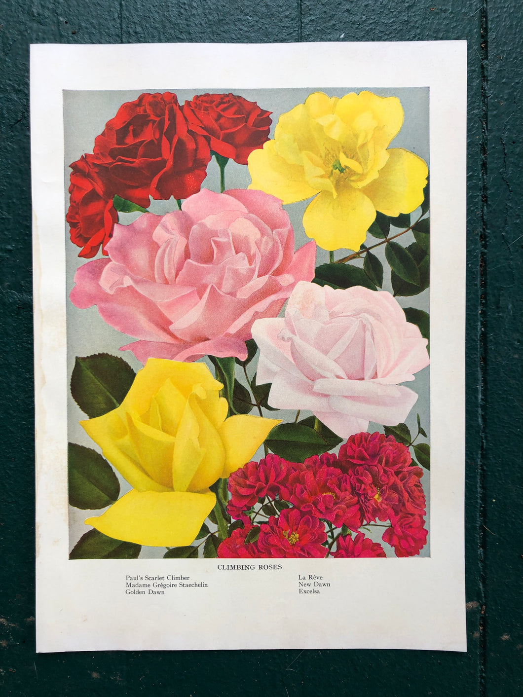 Climbing Roses print from “The Practical Encyclopedia of Gardening”