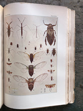 Load image into Gallery viewer, The Insect Book by Leland O. Howard
