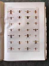 Load image into Gallery viewer, The Insect Book by Leland O. Howard
