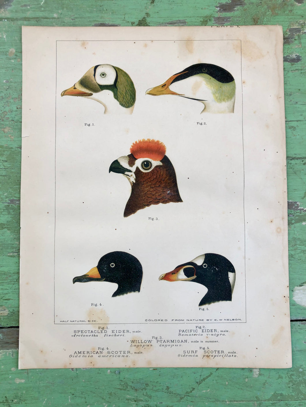 Bird Plate from “Report upon Natural History Collections Made in Alaska Between the Years 1877 and 1881” by Edward W. Nelson