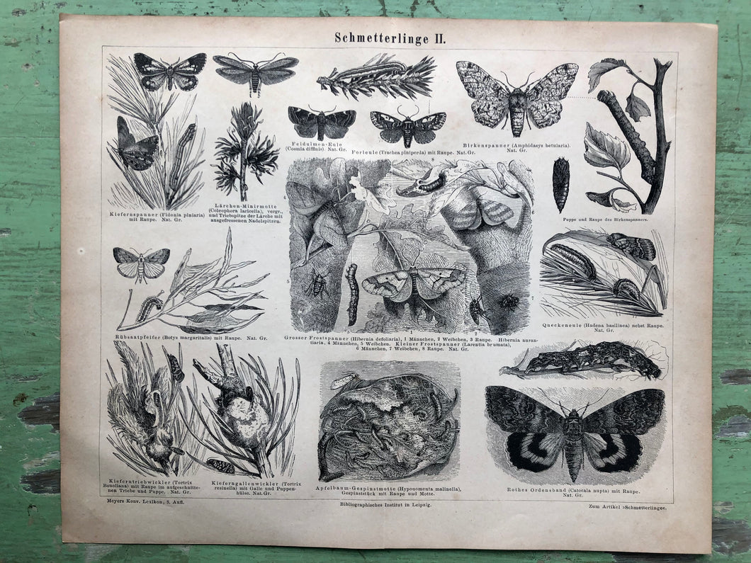 German Moth Print
