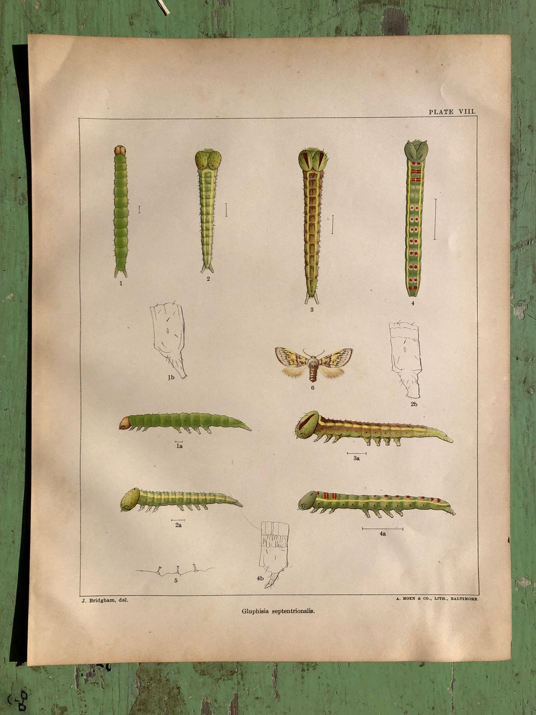 Plate VIII from 