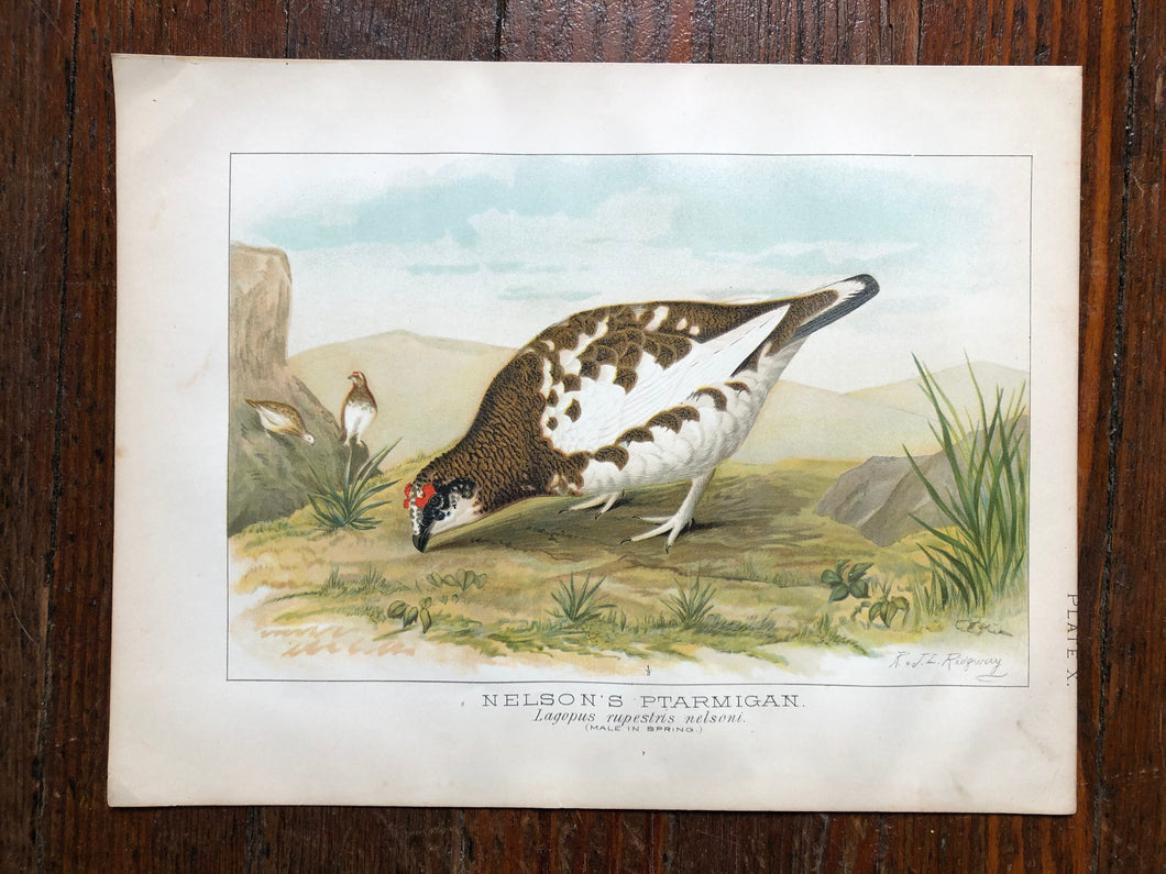 Bird Plate from “Report upon Natural History Collections Made in Alaska Between the Years 1877 and 1881” by Edward W. Nelson