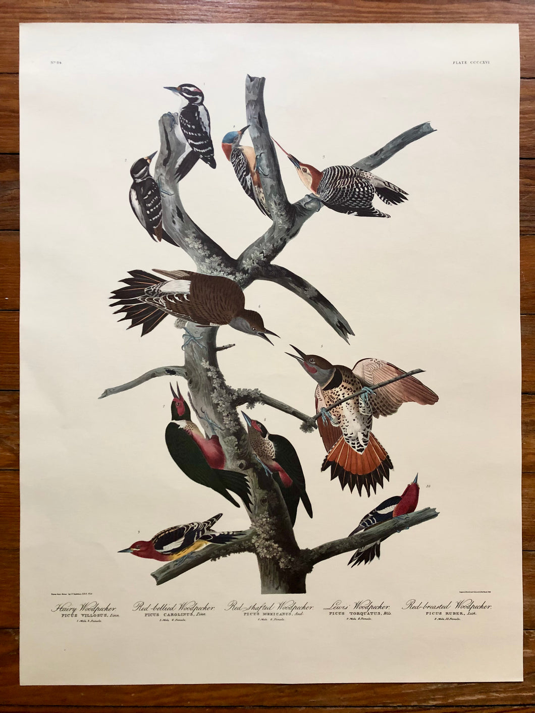 Audubon Print - Woodpeckers