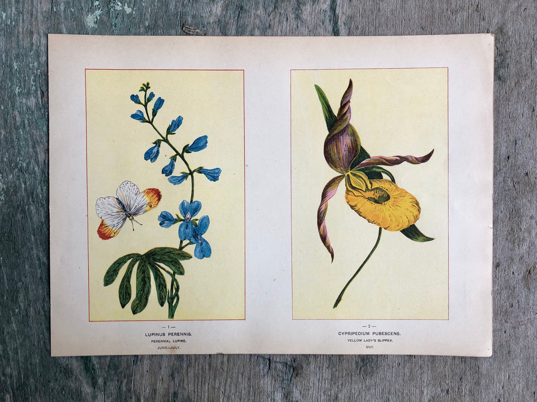Flower print from “Wild Flowers of America: Flowers of Every State in the American Union”