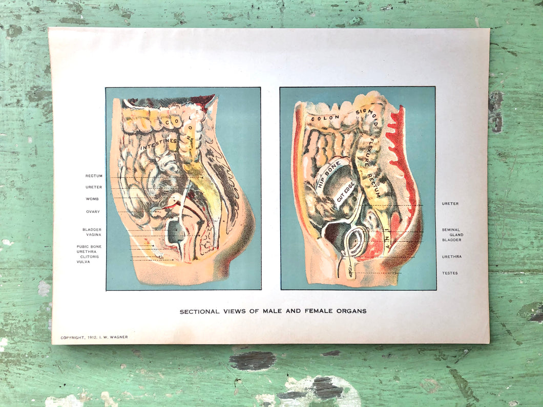 Print from “Domestic Medical Practice: A Household Adviser in the Treatment of Diseases, Arranged for Family Use”