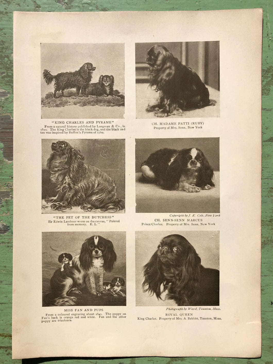 King Charles Spaniel Print from The Dog Book by James Watson