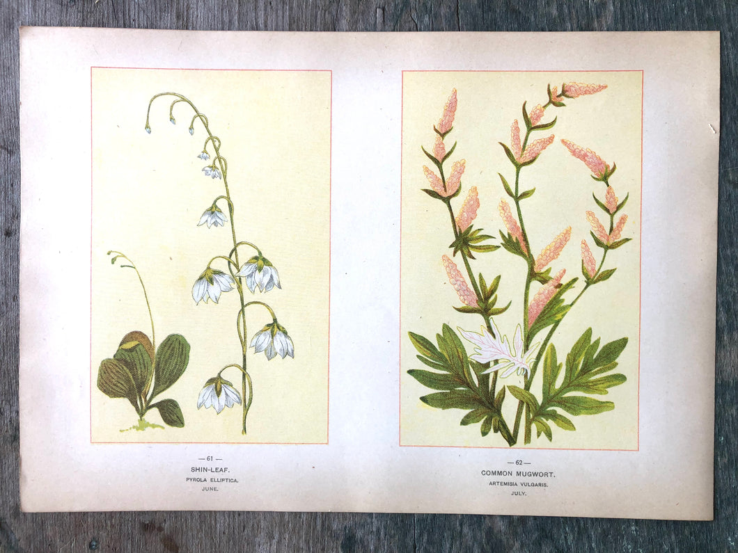 Shin-Leaf and Common Mugwort. Print from Wild Flowers of America: Flowers of Every State in the American Union