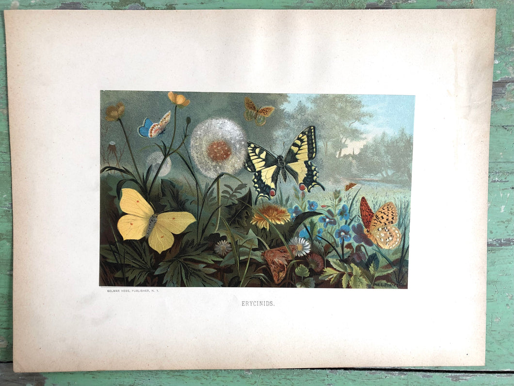 Color Print “Erycinids.