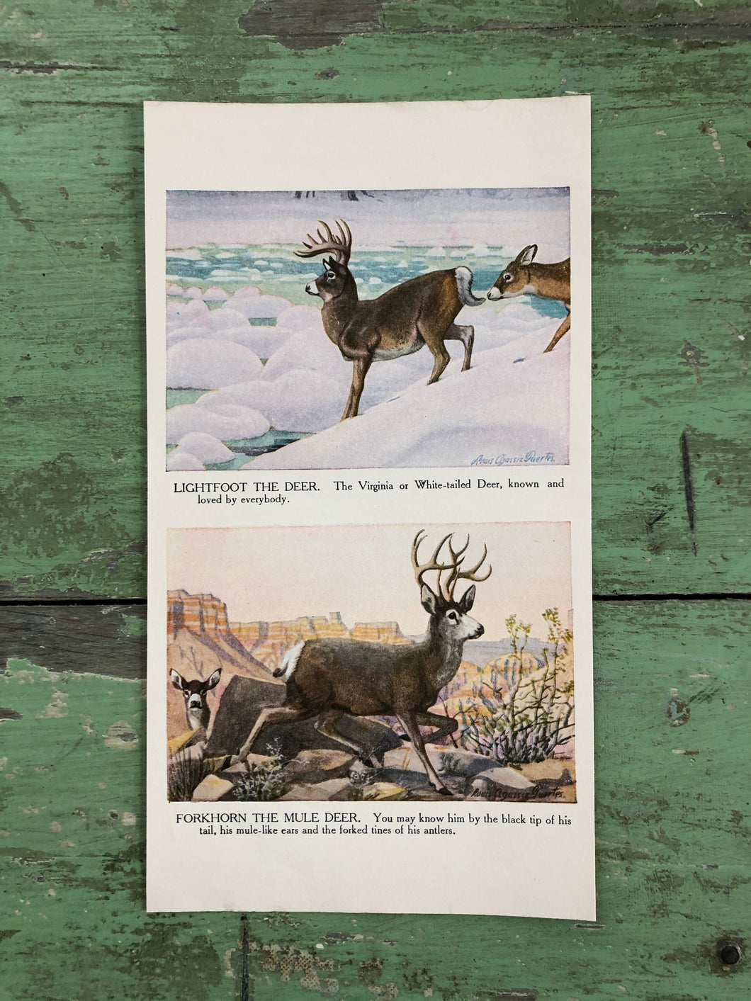 Print from “The Burgess Animal Book for Children” by Thornton W. Burgess and illustrated by Louis Agassiz Fuertes