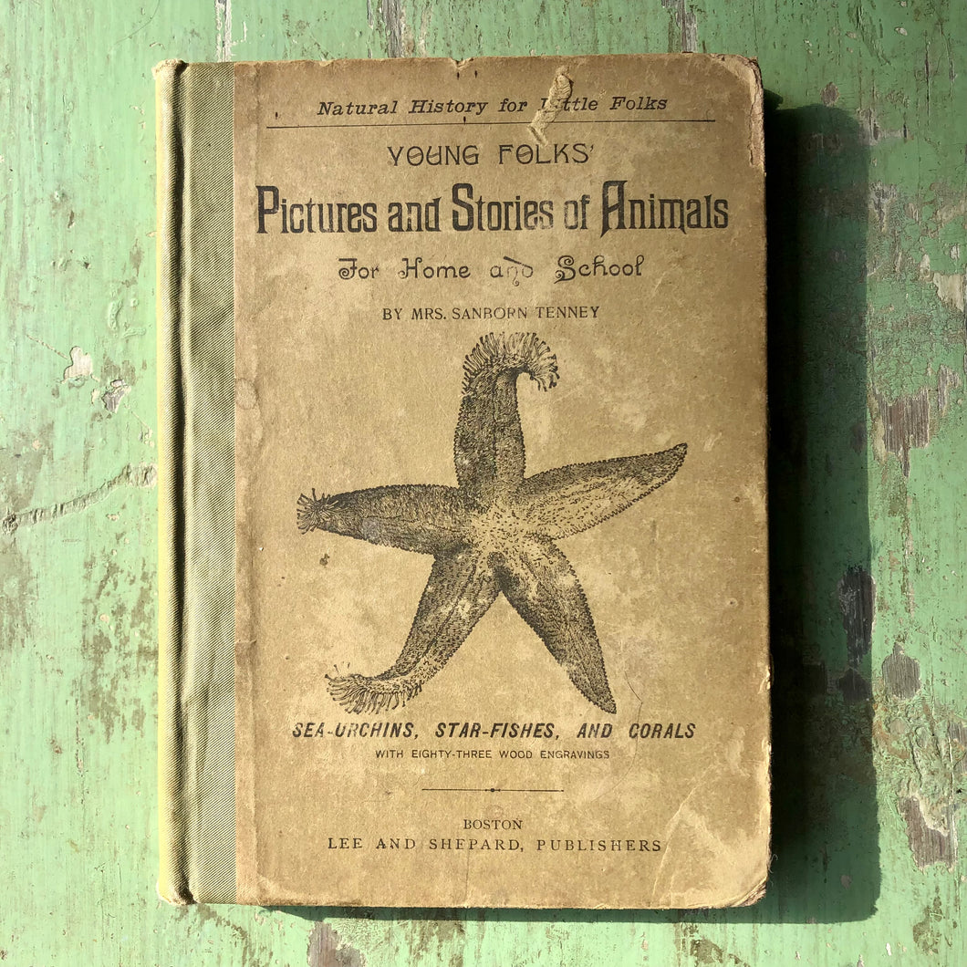 Young Folks' Pictures and Stories of Animals for Home and School: Sea-Urchins, Star-Fishes, and Corals. by Mrs. Sanborn Tenney