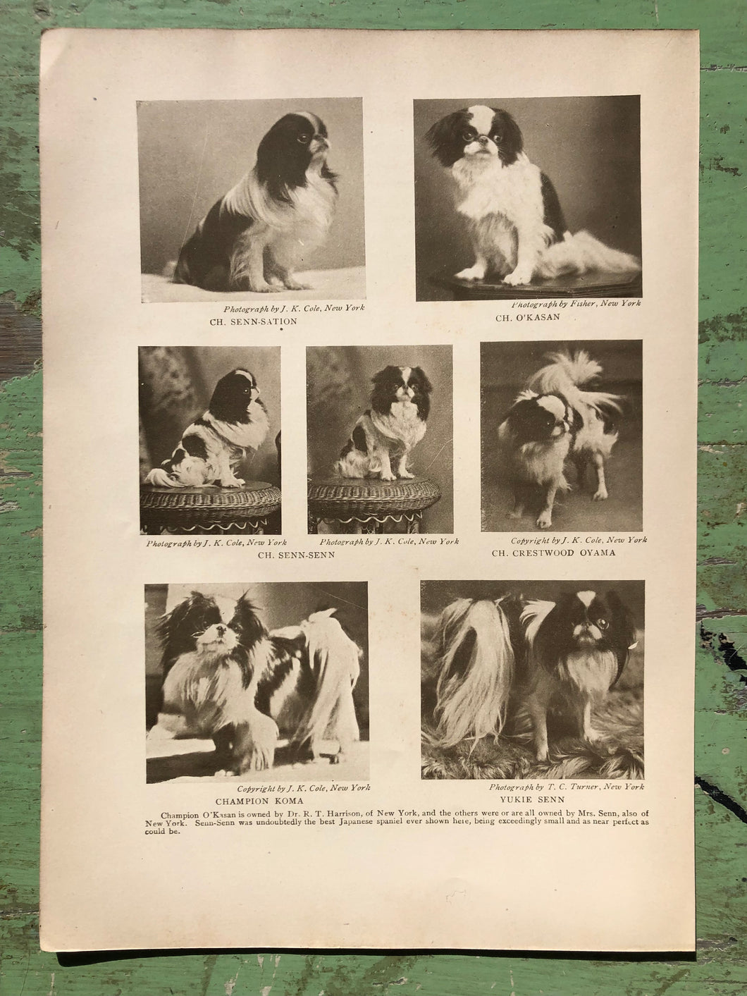 Japanese Spaniel Print from The Dog Book by James Watson