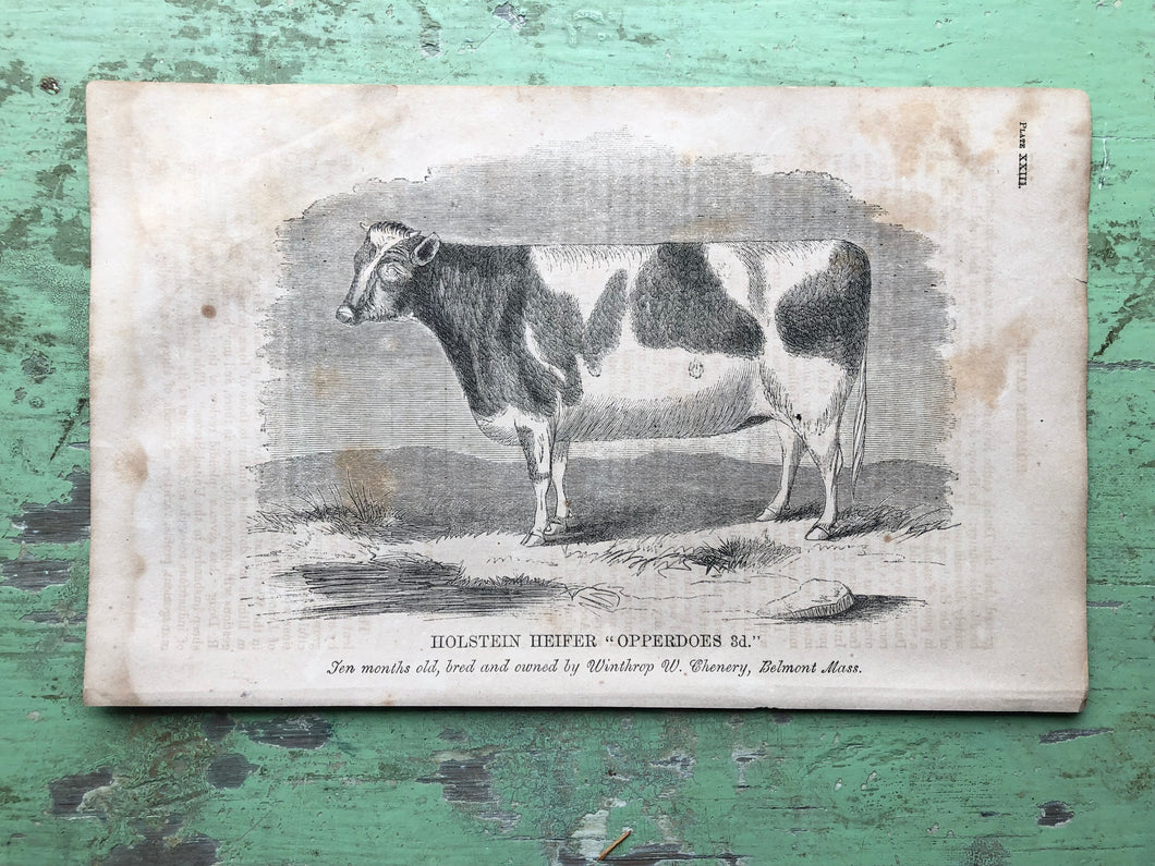 Cow Print from Report of the Commissioner of Agriculture for the Year 1864