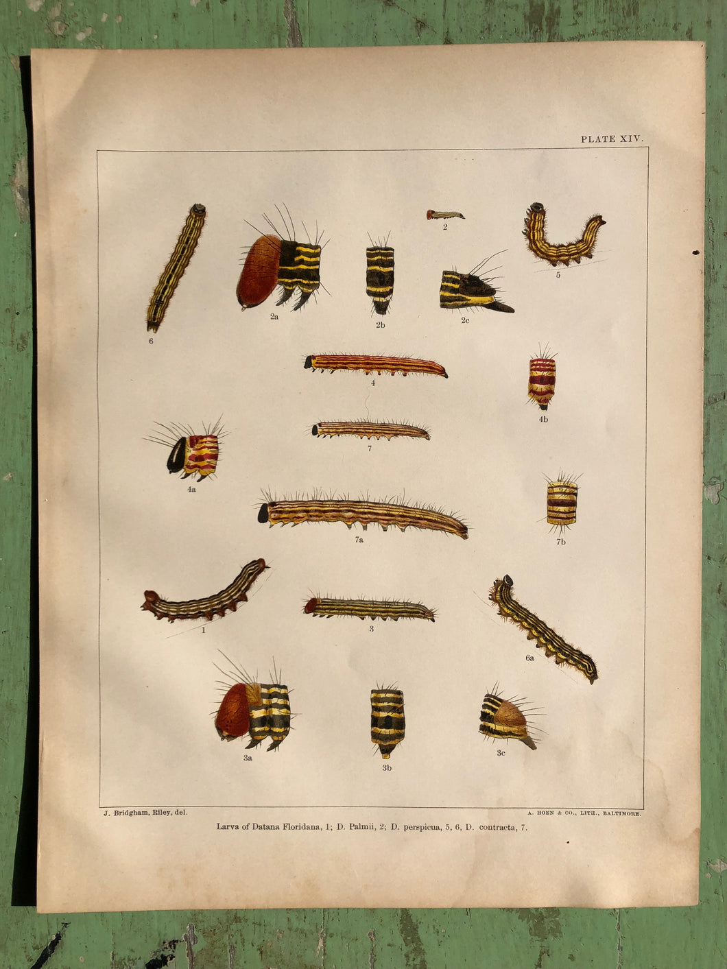 Plate XIV from 