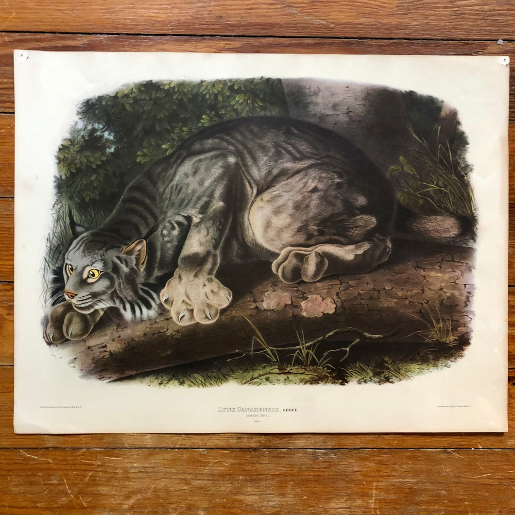 Audubon Print - Canada Lynx