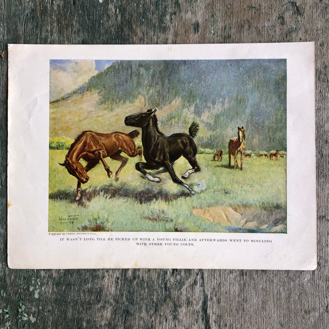 Print from “Smoky: The Cow Horse” written and illustrated by Will James