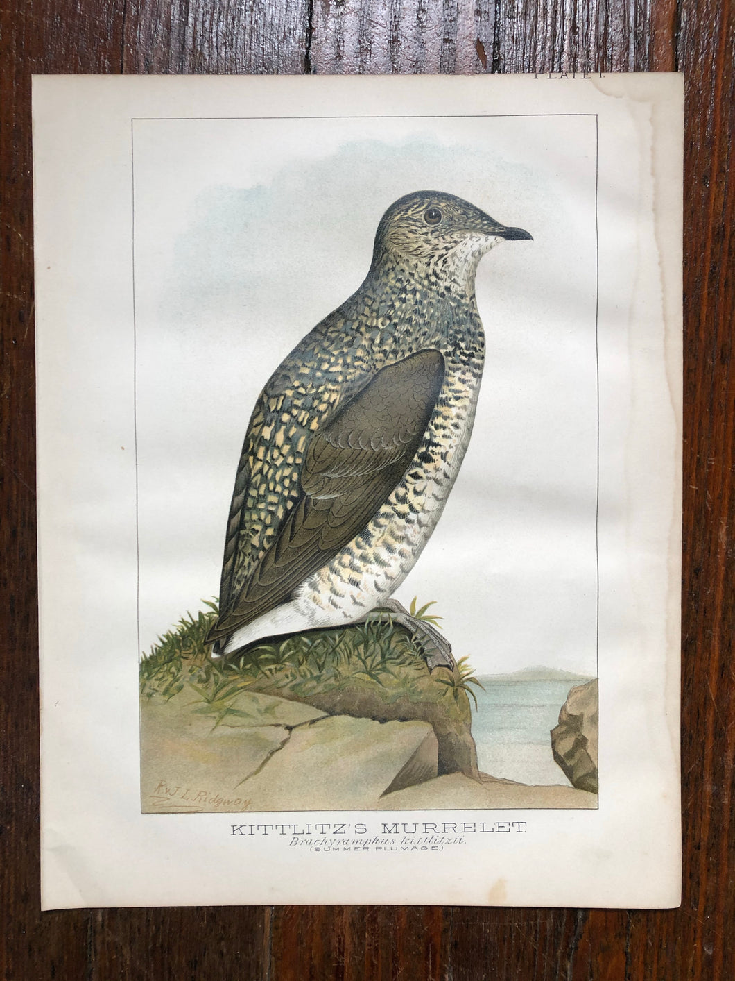 Bird Plate from “Report upon Natural History Collections Made in Alaska Between the Years 1877 and 1881” by Edward W. Nelson