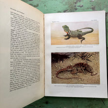Load image into Gallery viewer, The Reptile Book by Raymond Lee Ditmars
