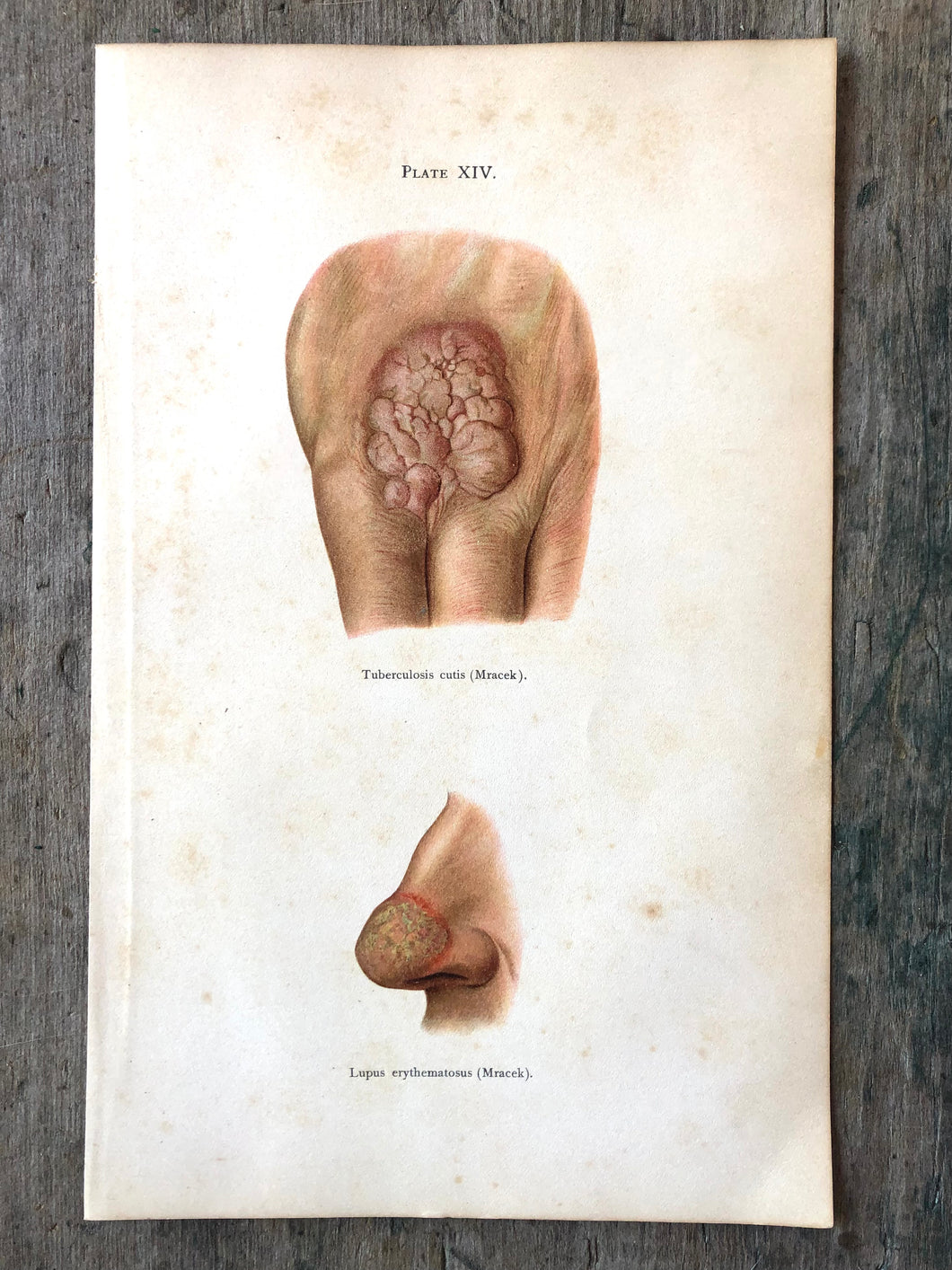 Plate XIV from 