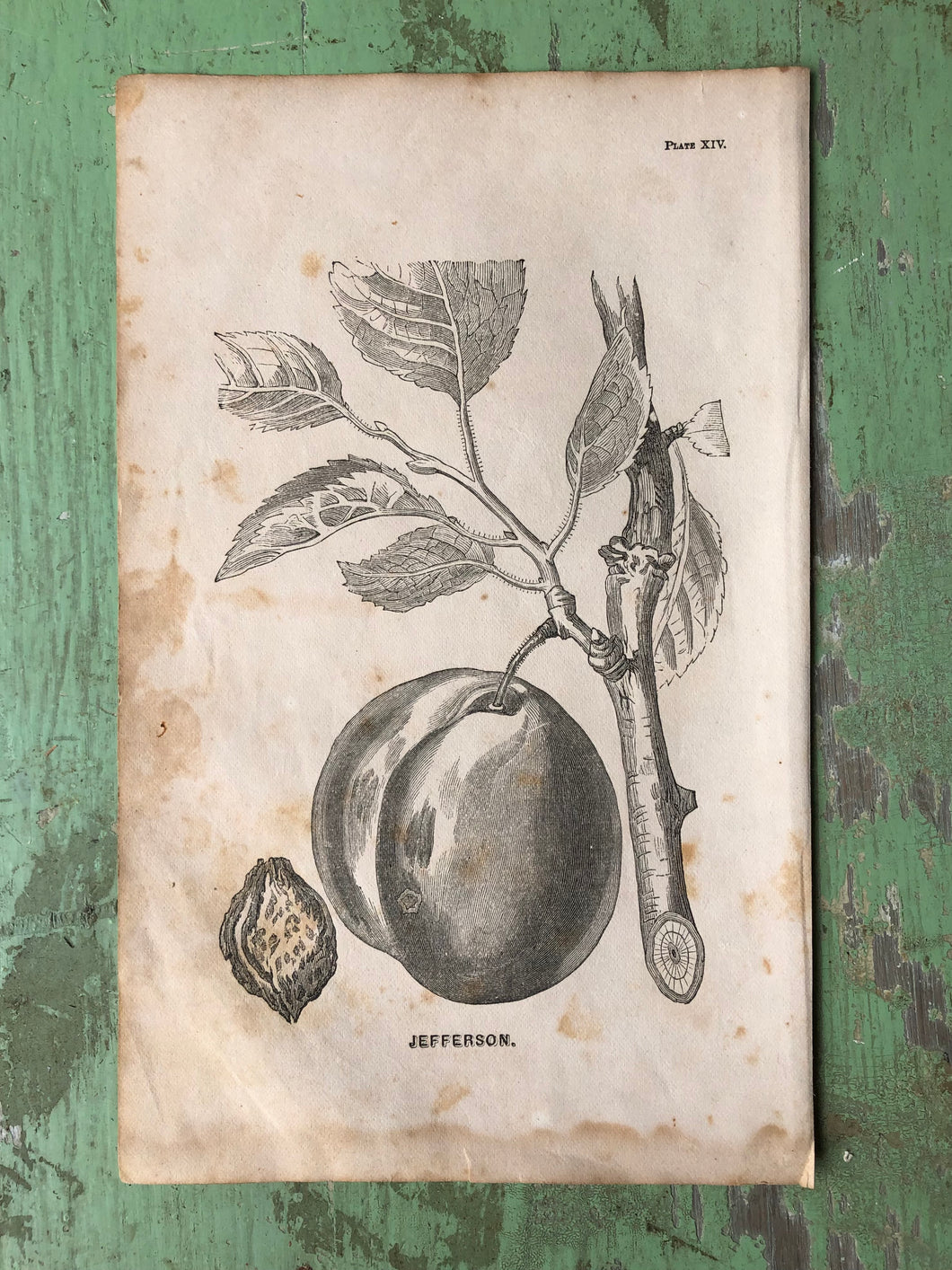 Fruit Print from Report of the Commissioner of Agriculture for the Year 1864