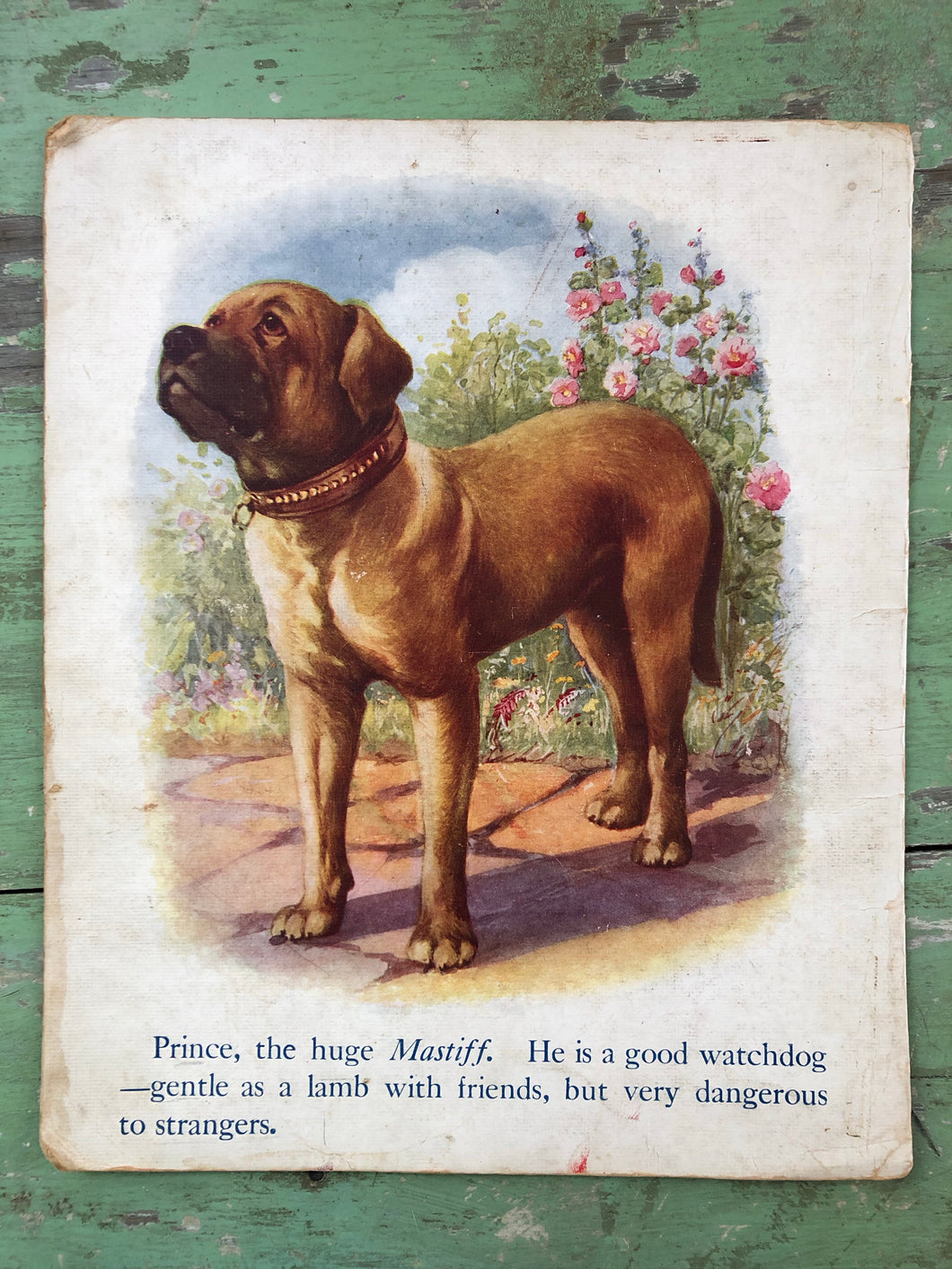 Mastiff print from “My Book of Cats and Dogs”