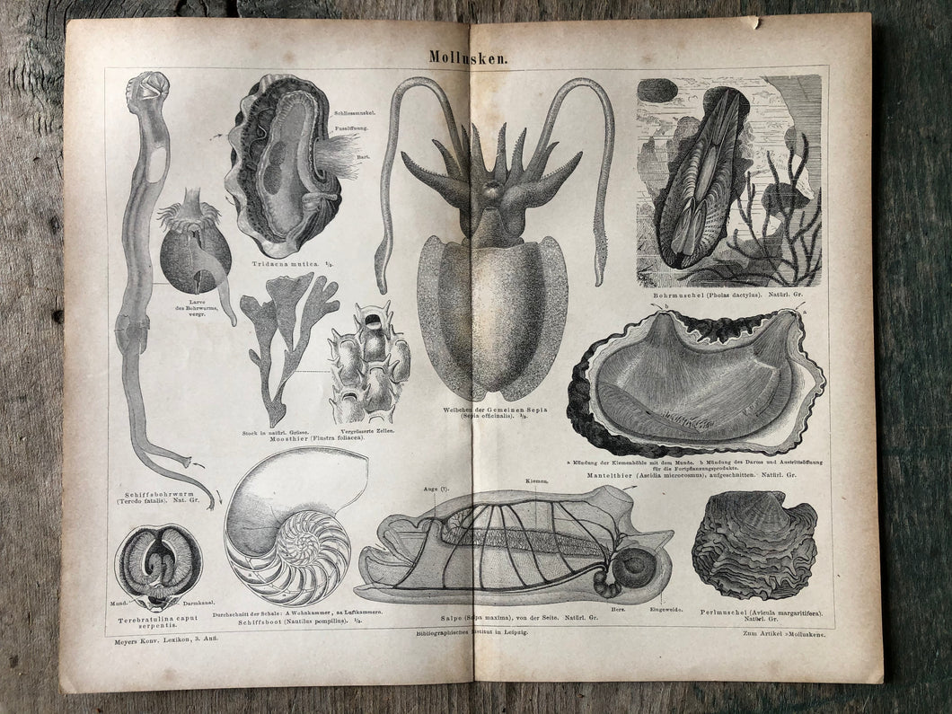 German Mollusk Print