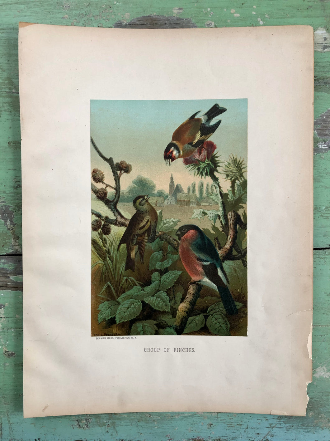 Color Bird Print 