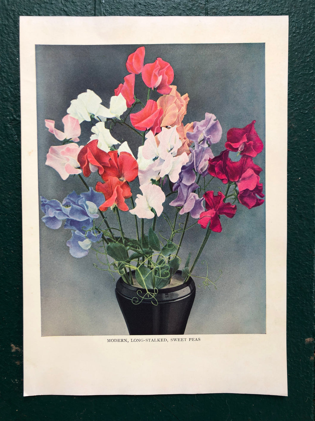 Modern, Long-Stalked, Sweet Peas print from “The Practical Encyclopedia of Gardening”