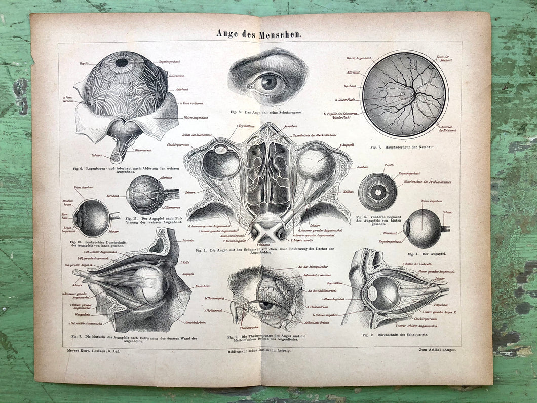 German Anatomical Print