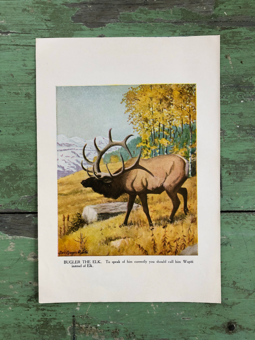 Print from “The Burgess Animal Book for Children” by Thornton W. Burgess and illustrated by Louis Agassiz Fuertes
