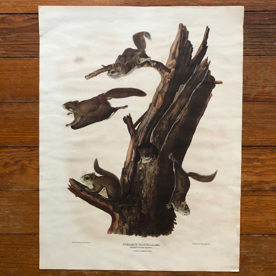 Audubon Print - Common Flying Squirrel