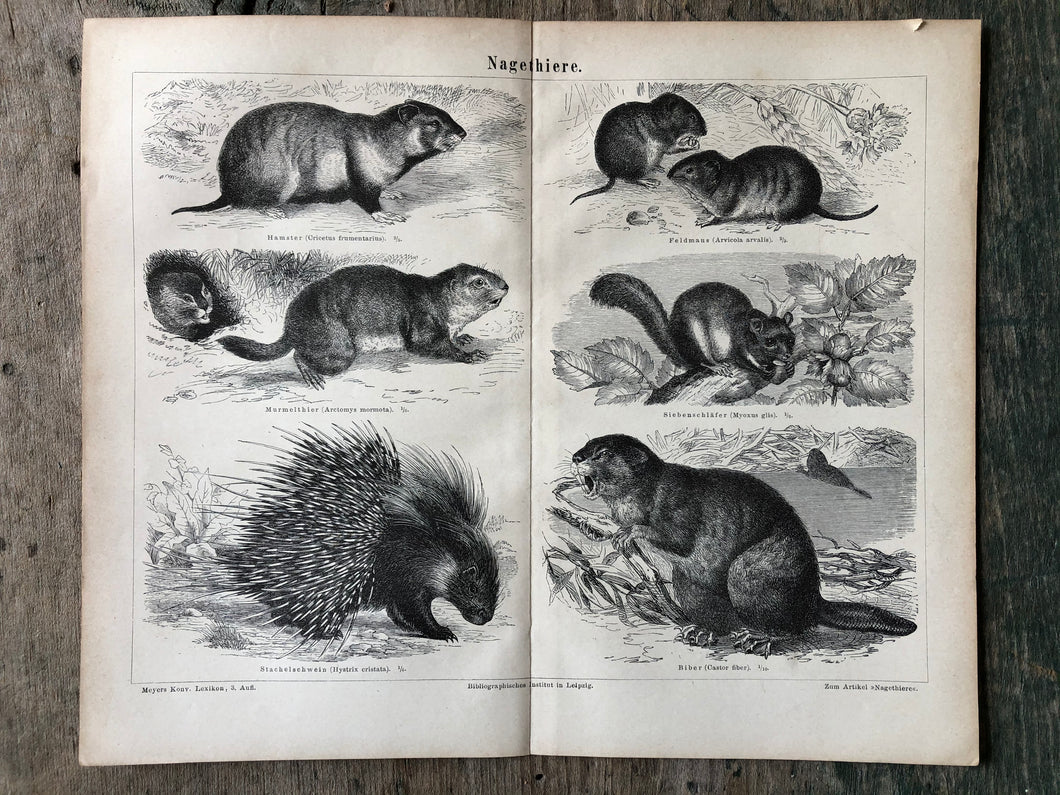 German Rodents Print