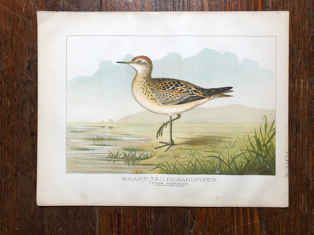 Bird Plate from “Report upon Natural History Collections Made in Alaska Between the Years 1877 and 1881” by Edward W. Nelson