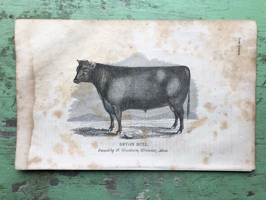 Cow Print from Report of the Commissioner of Agriculture for the Year 1864