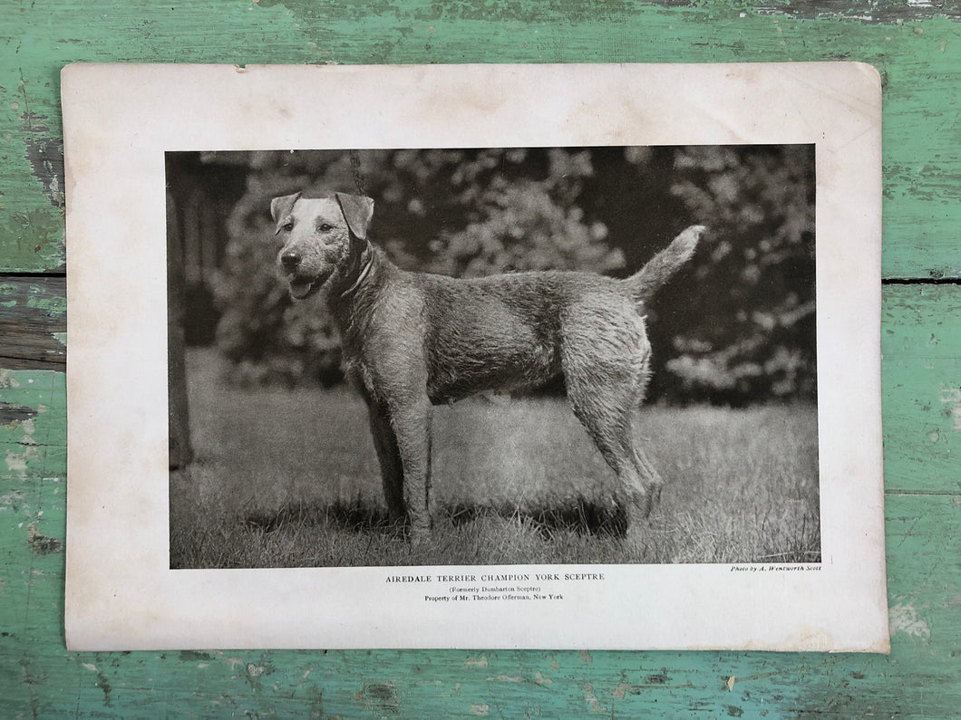 Print from “The Dog Book” by James Watson