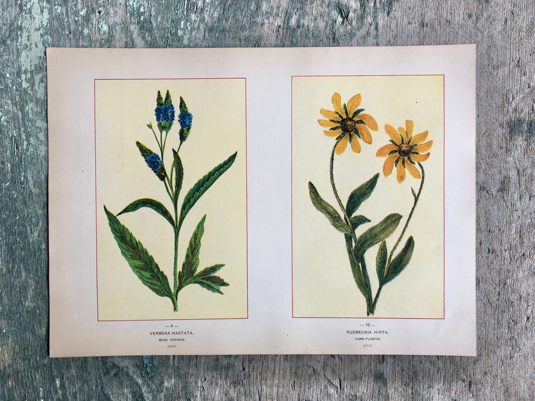 Flower print from “Wild Flowers of America: Flowers of Every State in the American Union”