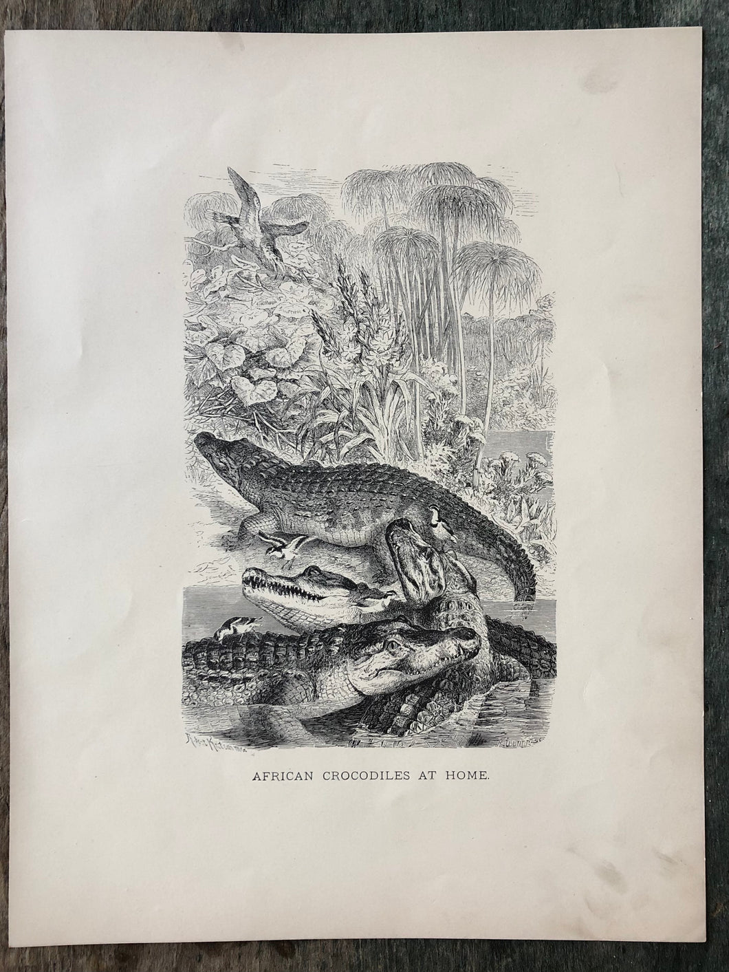 African Crocodiles Print From “Animate Creation”