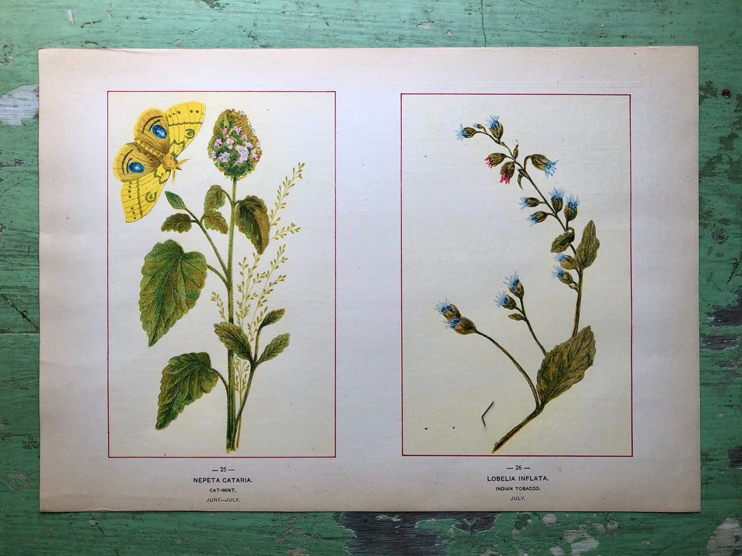 Flower print from “Wild Flowers of America: Flowers of Every State in the American Union”