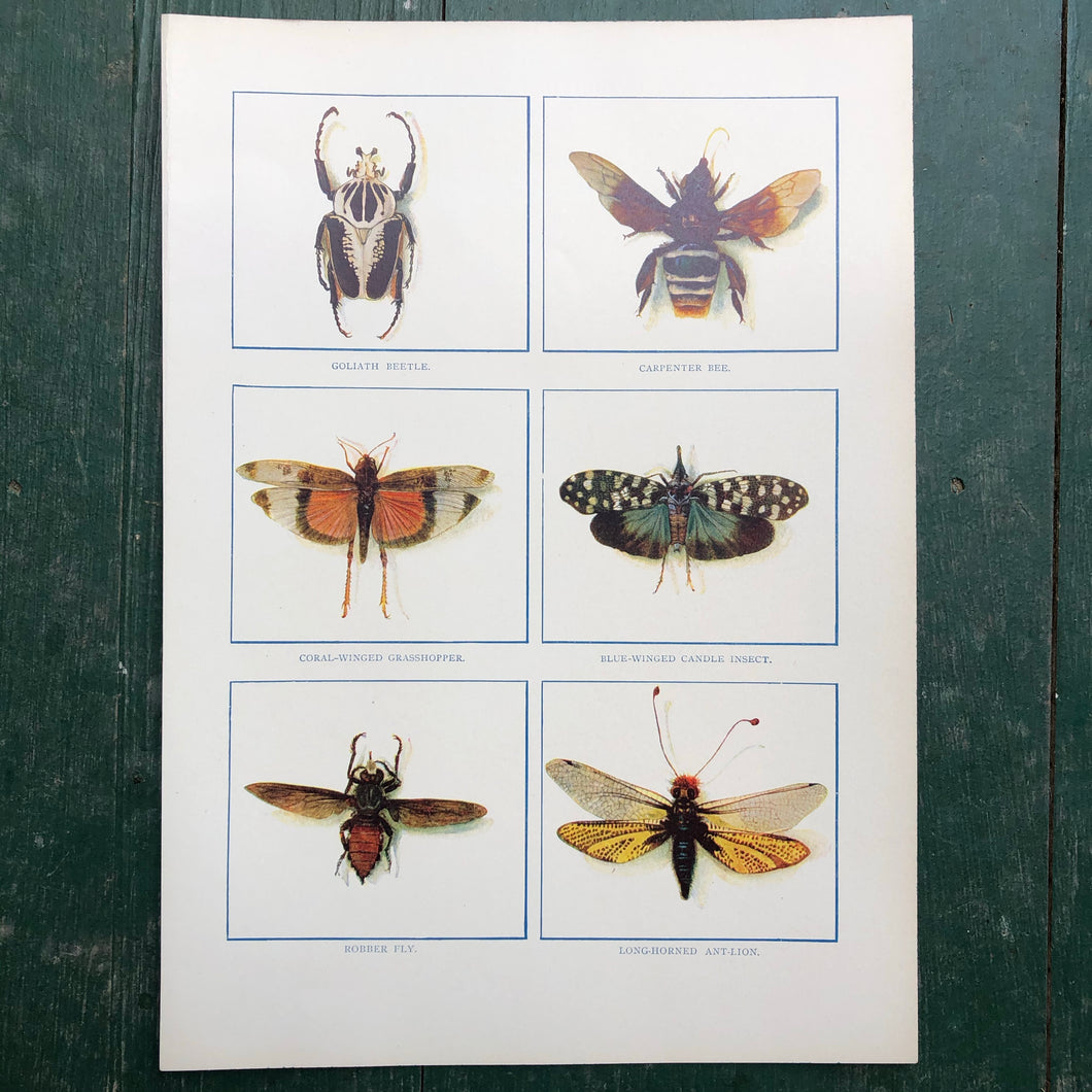 Color Print from “The Standard Library of Natural History”