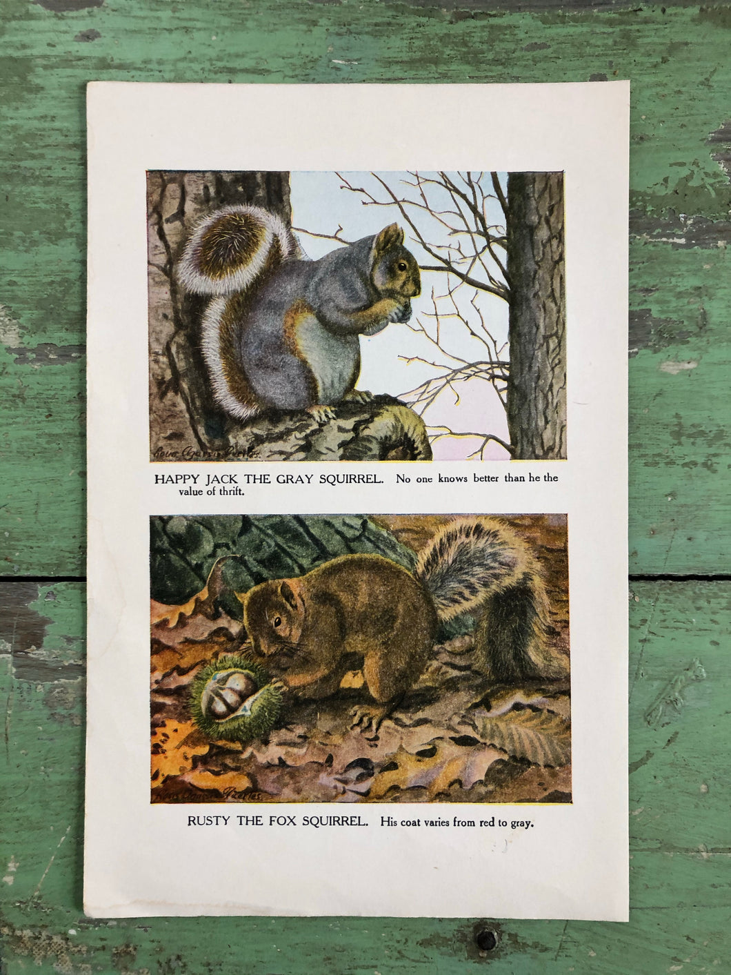 Print from “The Burgess Animal Book for Children” by Thornton W. Burgess and illustrated by Louis Agassiz Fuertes