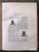 Load image into Gallery viewer, The Insect Book by Leland O. Howard
