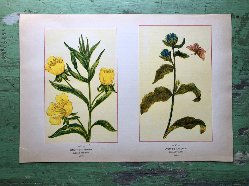 Flower print from “Wild Flowers of America: Flowers of Every State in the American Union”