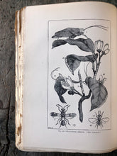 Load image into Gallery viewer, The Insect Book by Leland O. Howard
